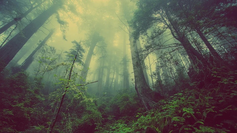 Záhadný les