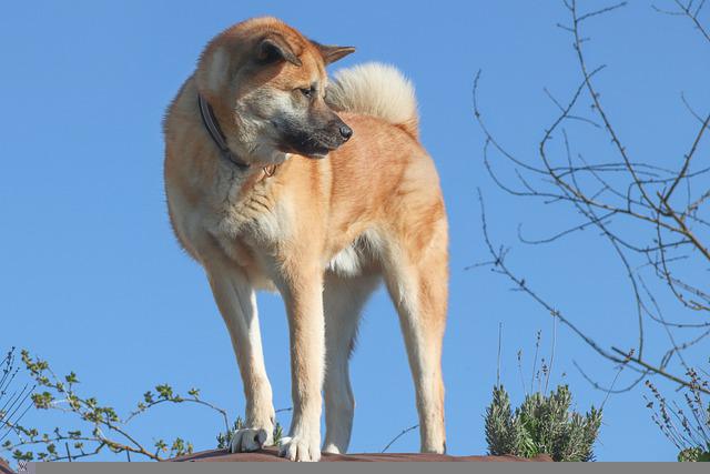 hlídací akita