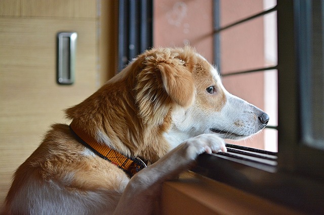 pes u okna