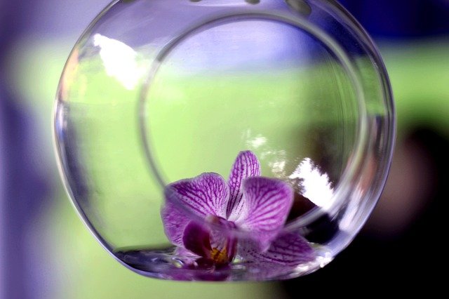 květ ve skle
